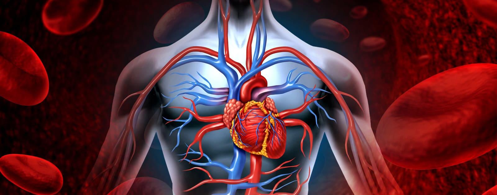 koroner kalp hastalığı sağlık eğitimi